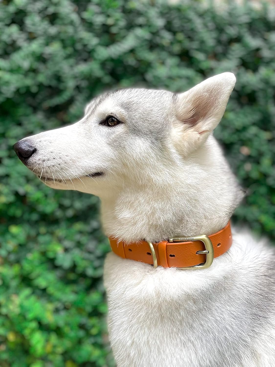 Tuff Pupper Classic Heavy Duty Dog Collar | 10x Stronger Than Leather | 100% Waterproof & Odor Proof Dog Collar | Tough Rust-Proof All Metal Hardware