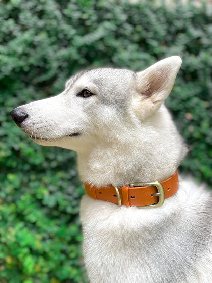 Tuff Pupper Classic Heavy Duty Dog Collar | 10x Stronger Than Leather | 100% Waterproof & Odor Proof Dog Collar | Tough Rust-Proof All Metal Hardware
