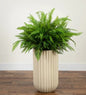 Faux Fern Floor Plant 106.7 cm (42 in.)